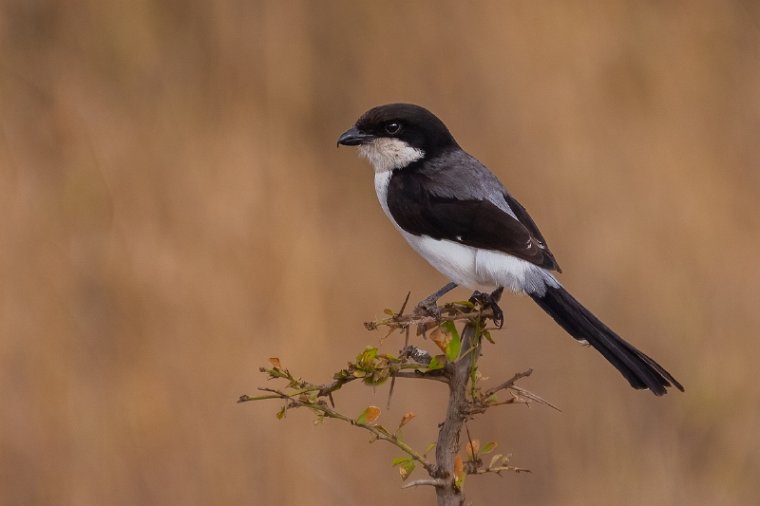 002 Nairobi Nationaal Park.jpg